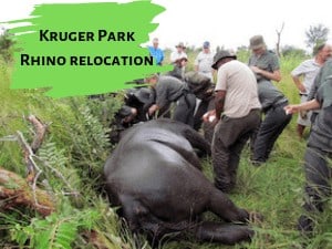 Kruger Park Rhino relocation