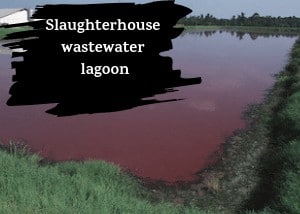 Slaughterhouse wastewater lagoon